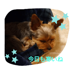 [LINEスタンプ] ヨーキー ラフラの日常【冬】