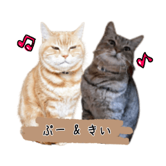 [LINEスタンプ] 【猫セット】ぷー＆きい 日常物語