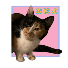 [LINEスタンプ] ペロねこスタンプ