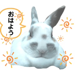 [LINEスタンプ] うさぎチビ2021