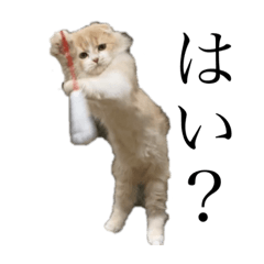 [LINEスタンプ] 我が家のおいちょまる