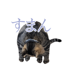 [LINEスタンプ] ✾愉快な猫たち4✾の画像（メイン）