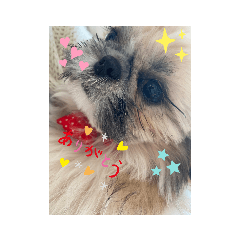 [LINEスタンプ] シーズー犬めい
