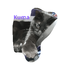 [LINEスタンプ] くまねこくまこ
