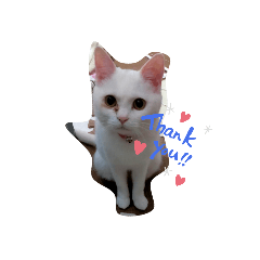 [LINEスタンプ] ハジ＆キリ猫の日常②