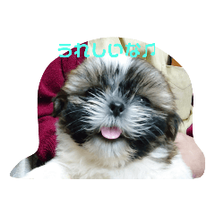 [LINEスタンプ] シーズー犬めい2