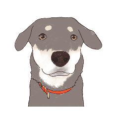 [LINEスタンプ] 真顔犬まめ太 2