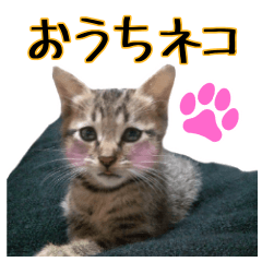 [LINEスタンプ] おうちネコちゃんの敬語スタンプ