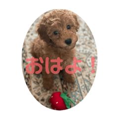 [LINEスタンプ] こはるトイプー