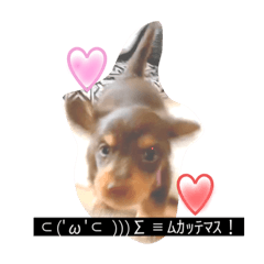 [LINEスタンプ] カニヘンダックス 子犬