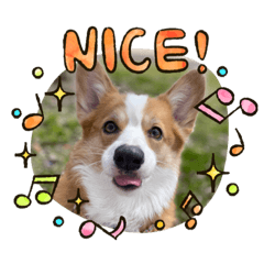 [LINEスタンプ] コーギー犬すずちゃん