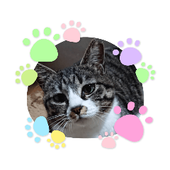 [LINEスタンプ] 我が家の猫さくら