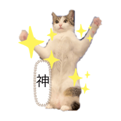 [LINEスタンプ] キト