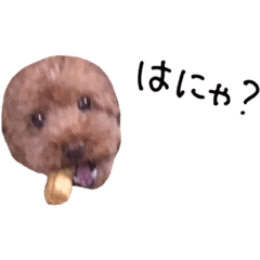 [LINEスタンプ] くっきーらんど