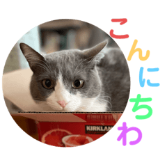[LINEスタンプ] シェリぽんと愉快な仲間たち7 (にゃんこ編)
