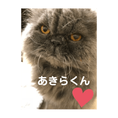 [LINEスタンプ] トイプードルのmayちゃん兄