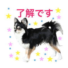 [LINEスタンプ] 毎日使える、犬とねこの写真スタンプ