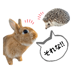 [LINEスタンプ] うさぎとハリネズミ★ひめぽたスタンプ