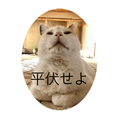 [LINEスタンプ] 我々は猫なのである