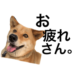 [LINEスタンプ] 柴犬琉球犬なつちゃんのかわいいスタンプ。