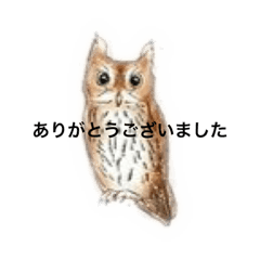 [LINEスタンプ] ミミズクのメッセージ