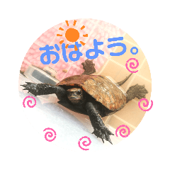[LINEスタンプ] うちのイシガメさん。