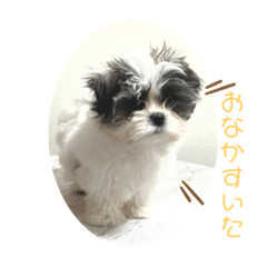 [LINEスタンプ] シーズー＆狆のきぬちゃん