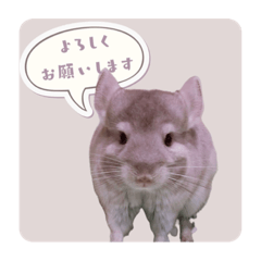 [LINEスタンプ] チンチラさんのちょっと敬語スタンプ