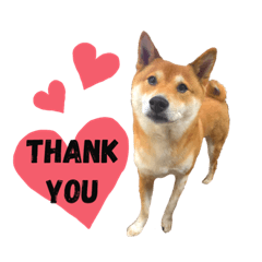 [LINEスタンプ] 柴犬のきつねくん第4弾