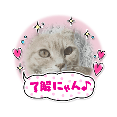 [LINEスタンプ] ねこまんちゃんのスタンプ