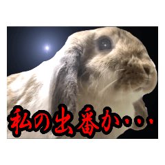 [LINEスタンプ] うさぎの一日2