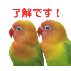 [LINEスタンプ] ヤマブキボタンインコのスタンプ