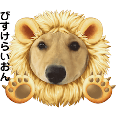 [LINEスタンプ] びすけ物語ゴールデンレトリバー／ゆみ