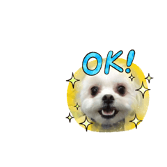 [LINEスタンプ] らんまるちゃん。