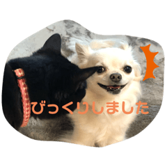 [LINEスタンプ] 吉之助ときなこ0515