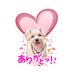 [LINEスタンプ] マルプーマロンちゃんの日常スタンプ♡