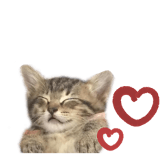 [LINEスタンプ] キキくんといっしょ