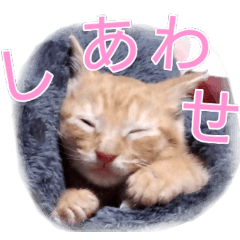 [LINEスタンプ] 拾われ茶トラのこはくぬし