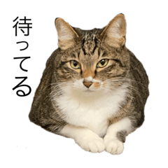 [LINEスタンプ] うちのバロンくん②