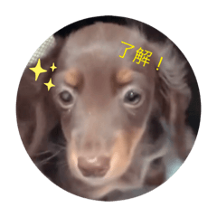 [LINEスタンプ] 可愛い飼い犬のelle