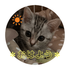 [LINEスタンプ] アメショのLUNA＆スコのNANA