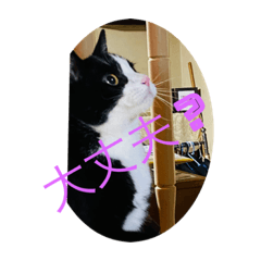 [LINEスタンプ] ハチワレめいちゃん22