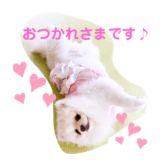 [LINEスタンプ] 【シュシュ看板犬】みるく＆杏樹＆MOKA＆風雅