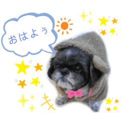 [LINEスタンプ] プーとクッキーとムースのスタンプ