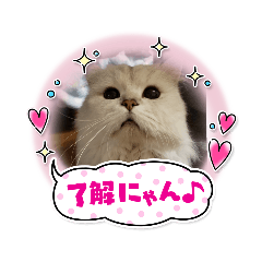 [LINEスタンプ] ひめにゃん1