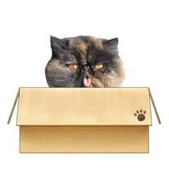 [LINEスタンプ] ハナ先輩4