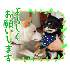 [LINEスタンプ] 白柴のチロル