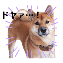 [LINEスタンプ] ジンのかお