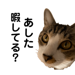 [LINEスタンプ] になはるちび 〜あしたシリーズ〜