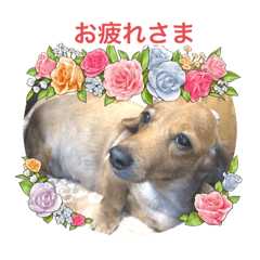 [LINEスタンプ] 犬らぶ❤️らぶ❤️